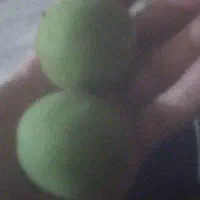 فروش گردو تر