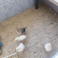 فروش مرغ و خروس دوماهه