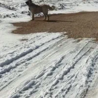 سگ سرابی ۲۲ماهه از نسل پله میانه به علت ن