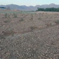 زمین کشاورزی