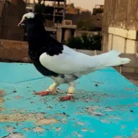 طوقی سیاه و دورنگ سرخ