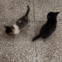 گمشده