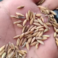 اشتری شلب شلتوک نقد عنبربو|خوردنی و آشامیدنی|اهواز, زندوکیلی|دیوار
