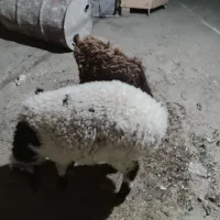 بره نر