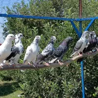 کبوتر پرشی