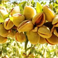 فروش-ملک-کشاورزی