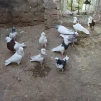 کفتر