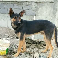 سگ ژرمن دورگه
