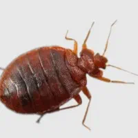 سمپاشی ساس سوسک تضمینی در یک مرحله