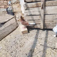 کبوتر