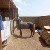 اسب کشش|اسب و تجهیزات اسبسواری|الوند, |دیوار
