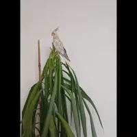 عروس هلندی جفت مولد