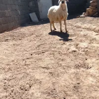 بره جمعی