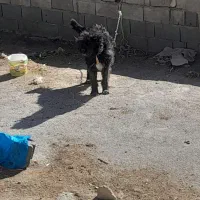 سگ گله ای