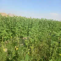 نیروی کارباغ وباغچه