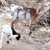 یک عدد بز با یک کهره