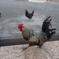 خروس