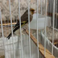 فروش سهره قناری