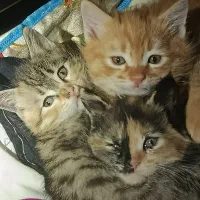 بچه گربه