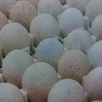 تخم بوقلمون نطفه داربرنز امریکایی بروبول