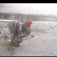 مرغ خروس با جوجه