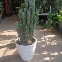 کاکتوس صخره ای سایز بزرگ|گل و گیاه طبیعی|رشت, بازار|دیوار