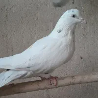 ماده سفید دم سرور.ماده ابلغ