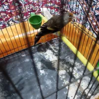 دورگه سهره قناری