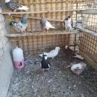 کبوتر|پرنده|باوی, |دیوار