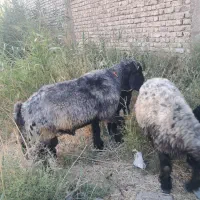 قوچ|حیوانات مزرعه|شیراز, شهرک کوشکک|دیوار