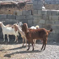 ۵ تا بز و یک کره