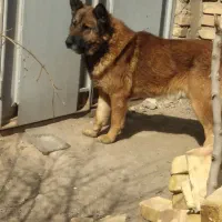 سگ ژرمن