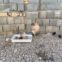 مرغ با جوجه