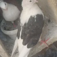 کبوتر