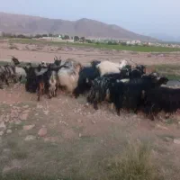 فروش|حیوانات مزرعه|کر, |دیوار