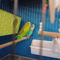 یک جفت مرغ عشق