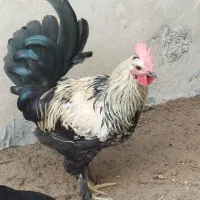 خروس جوان