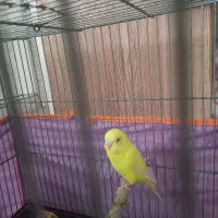 مرغ عشق چشم شرابی