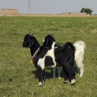 بزغاله ۲قلو پاکستانی + بز جوان پاکستانی