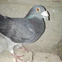نر مگس چاپی