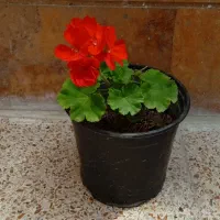 گیاهان آپارتمانی