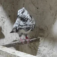 کبوتر گرفتنی