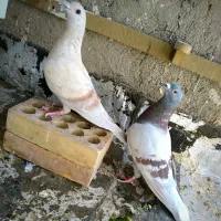 کبوتر|پرنده|بیرجند, |دیوار