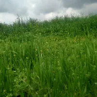 دستکنه