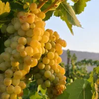 انگور رطبی بسیار خوش طعم و خوش مزه آماده برداشت