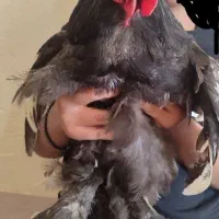 خروس زیبا برهما