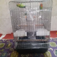 قفس