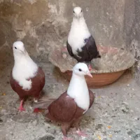 کفتر رنگه کلاغ