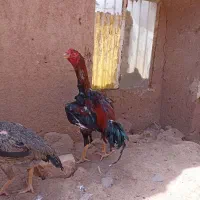 لاری|حیوانات مزرعه|تربت جام, المهدی|دیوار
