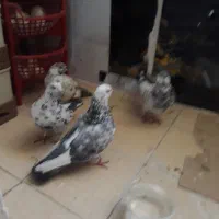 کبوتر